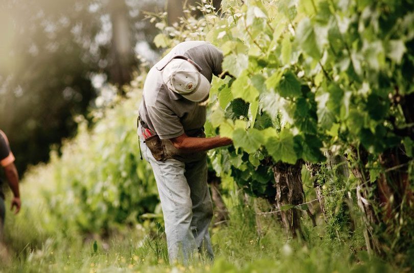 Great Wine, Naturally Great Wine, Naturally