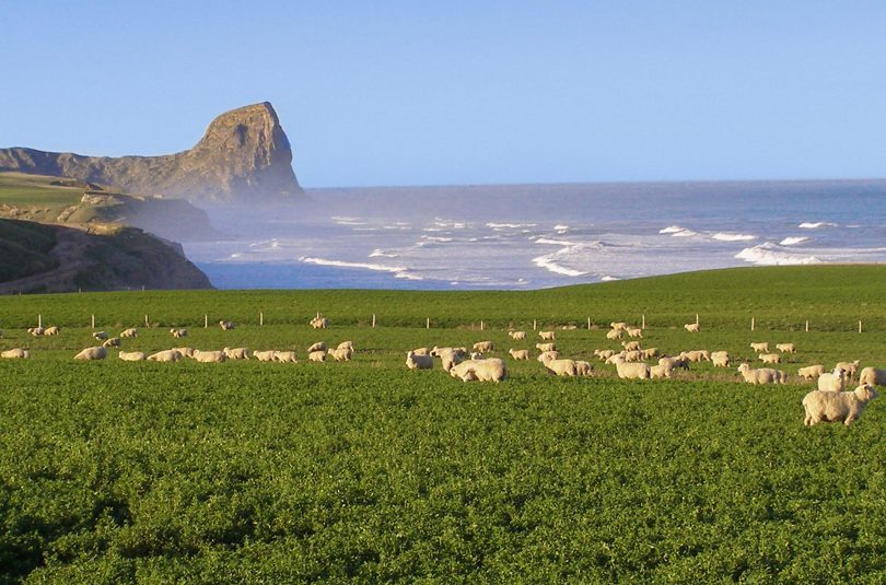 The Coastal Lamb Challenge – Surf and Turf Reimagined The Coastal Lamb Challenge – Surf and Turf Reimagined