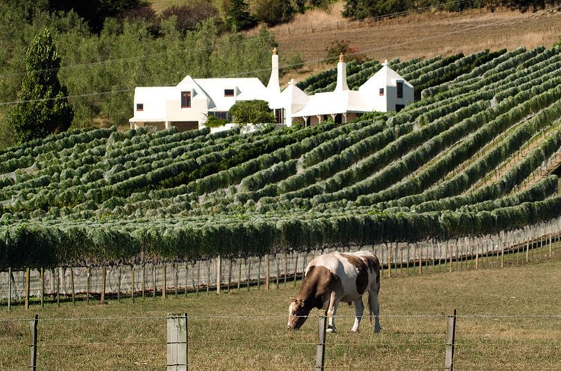 BLUE-CHIP RED WINES BLUE-CHIP RED WINES