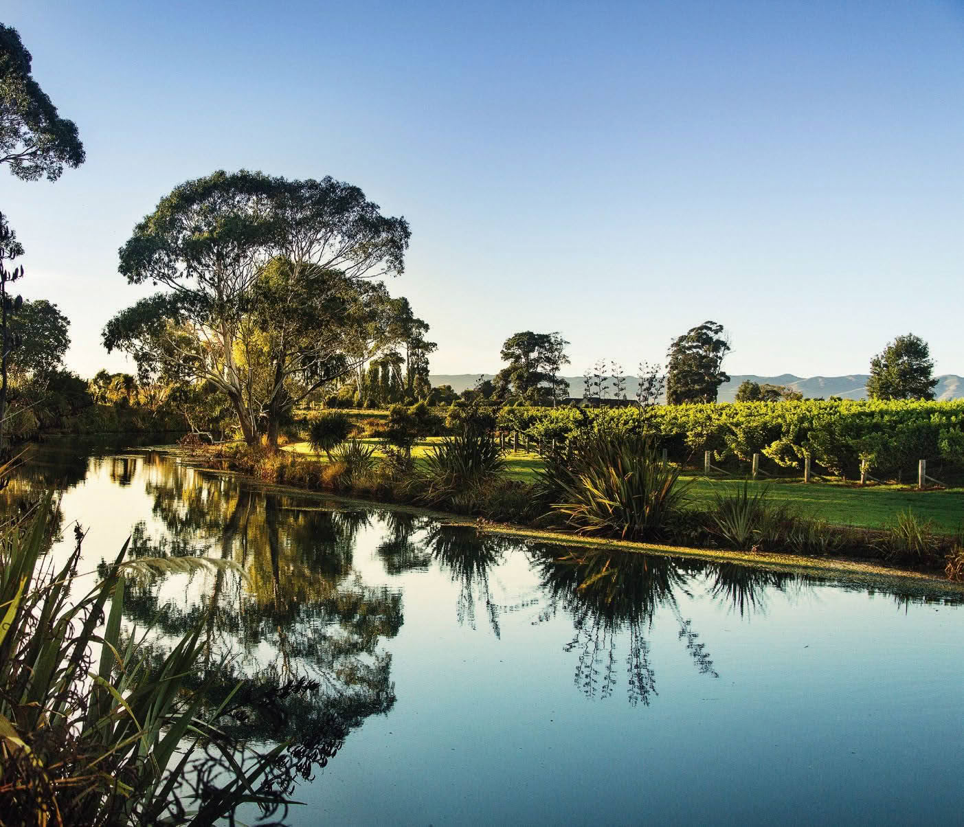 Australian Shiraz - Cuisine Magazine - From New Zealand to the World